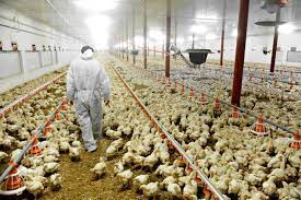 The chickens we eat are rotten !!!!